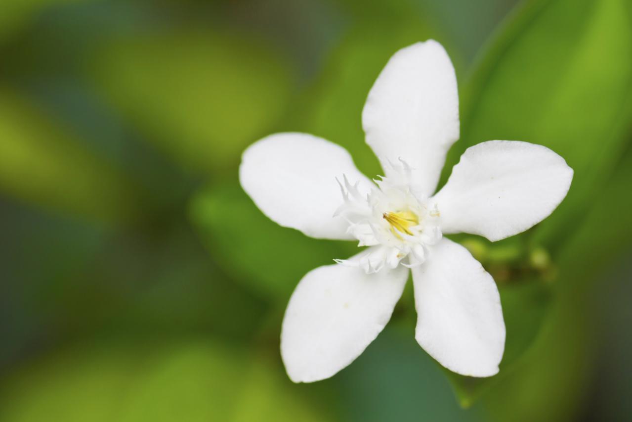 jasmin, cvijet, cvijeće