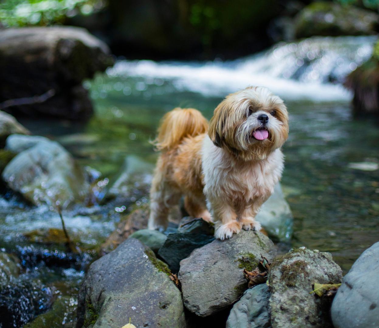 Shih Tzu: Za shih tzua stručnjaci navode raspon od 10 do čak 18 godina, što je impresivno za pasminu s prepoznatljivom kratkom njuškom. Kod ovih pića važno je paziti da se suviše ne naprežu jer mogu imati problema s disanjem, osobito ljeti i tijekom jačeg napora. Uz dobru rutinu, zdrave navike i redovite kontrole, mnogi shih tzuovi dočekaju vrlo zavidnu starost.
