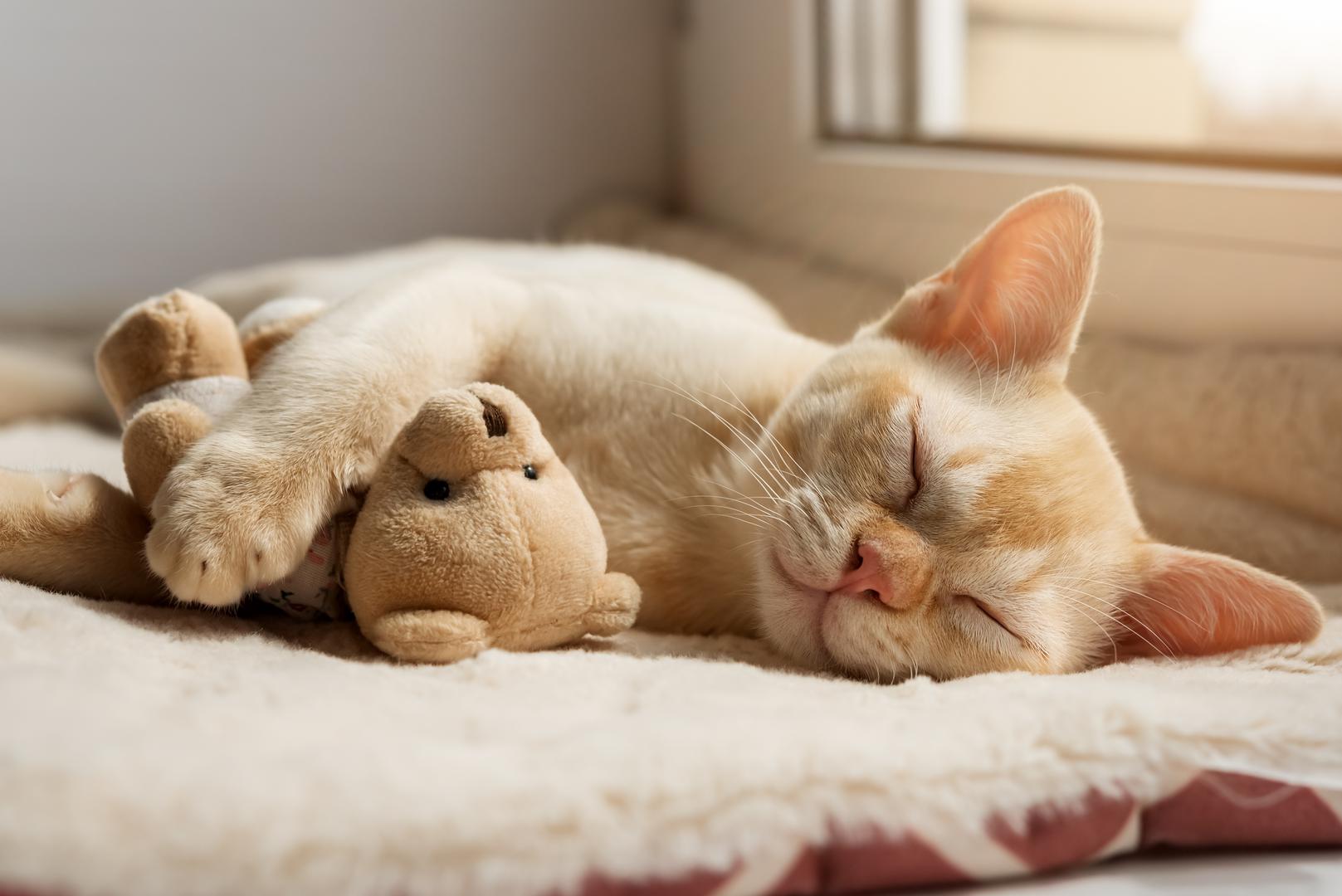Mačke su izuzetno osjetljive na promjene temperature. Prema Cats Protection, mačke će aktivno tražiti različita mjesta tijekom dana koja im omogućuju održavanje optimalne tjelesne temperature. Tijekom hladnijih dana, često ih možemo naći na sunčanim prozorskim daskama ili blizu radijatora. U toplijim mjesecima, preferiraju hladnije površine poput keramičkih pločica u kupaonici ili podrumskog poda.