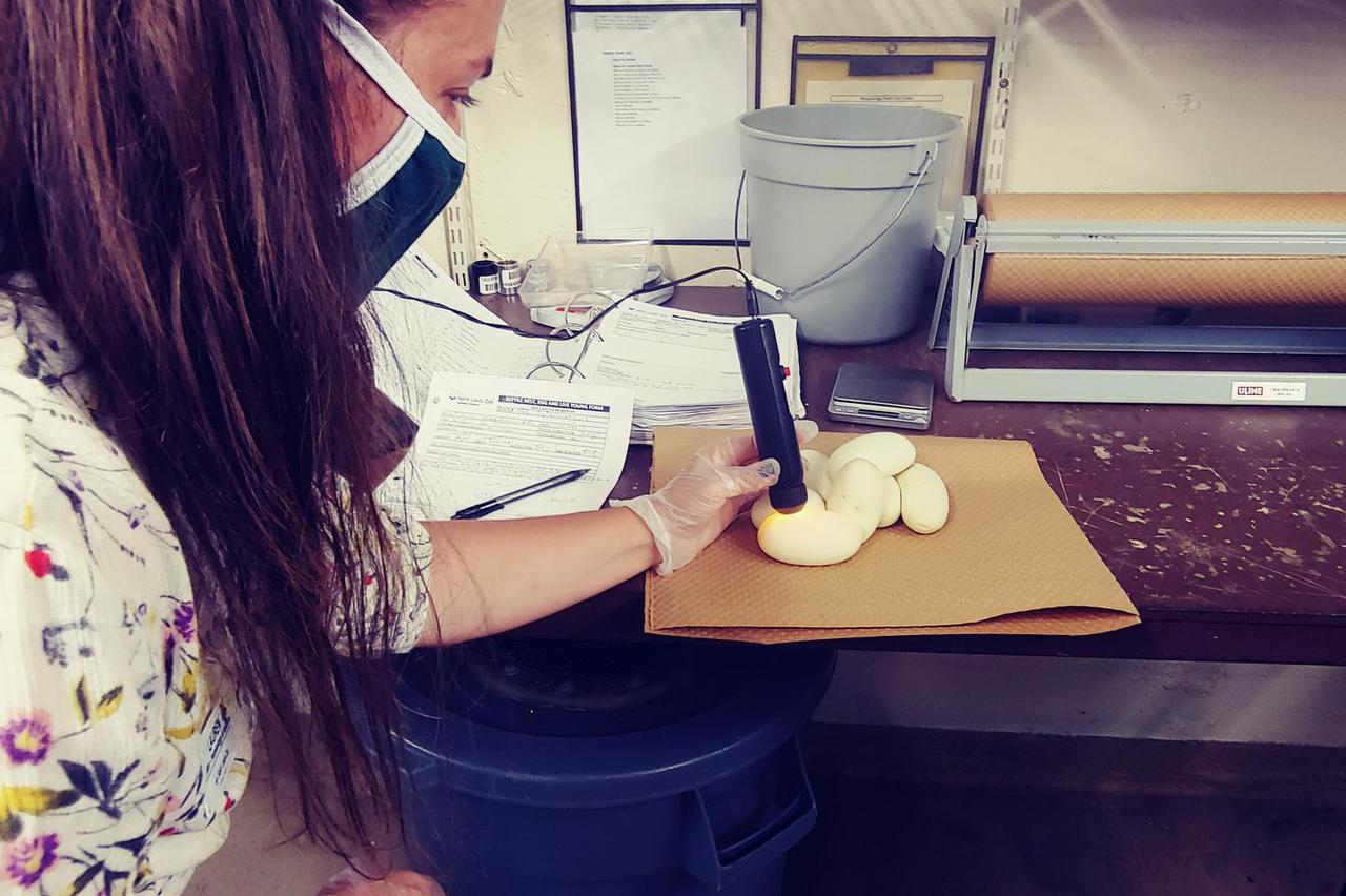 Baka pitonka izlegla jaja iako partnera nije imala 15 godina