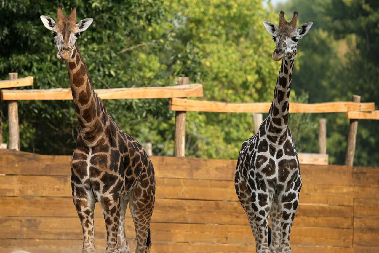 Žirafe, Zoo vrt Osijek (1)