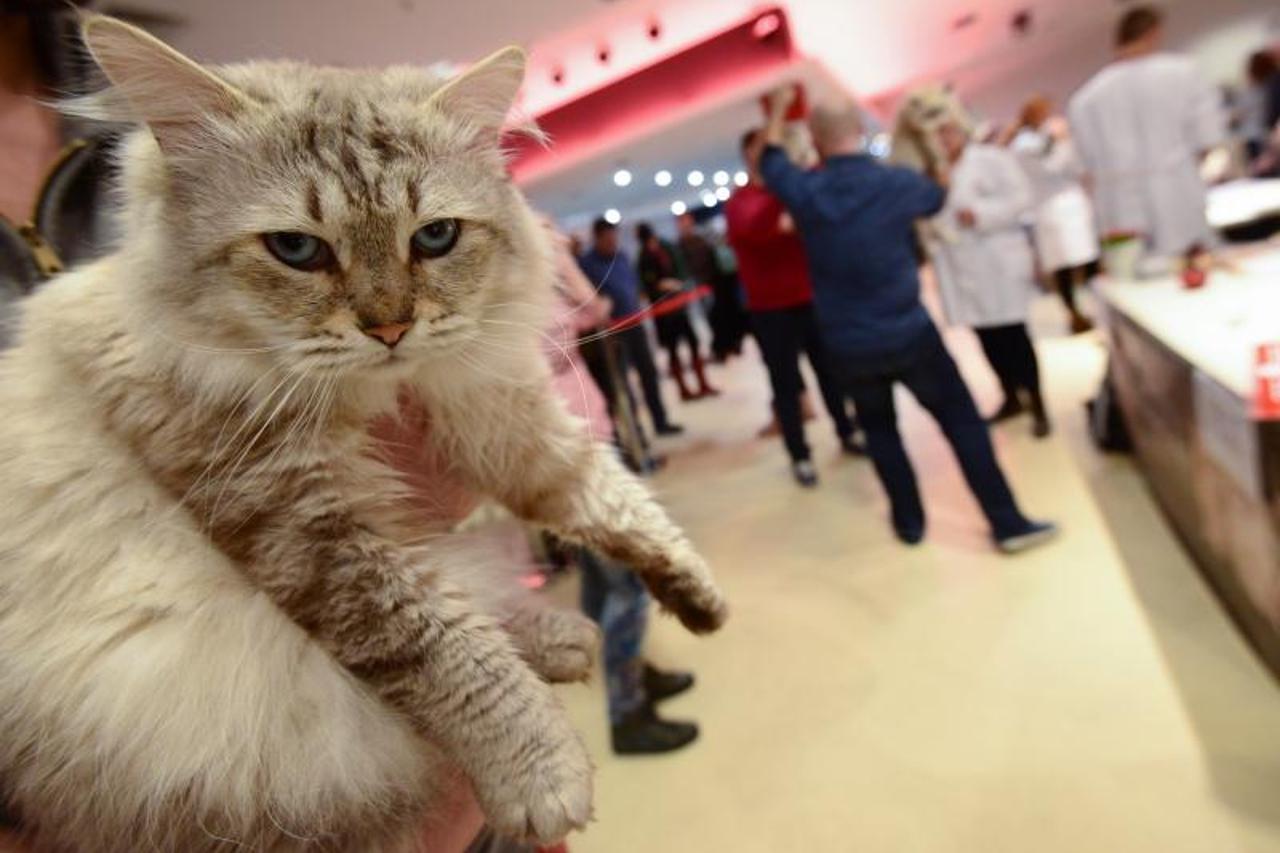 Međunarodna izložba mačaka