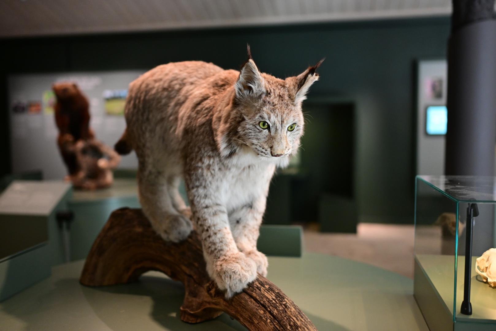 Preparirane životinje: Ako su suhe, mrtve biljke nekima simbol negativne energije, preparirane životinje idu još korak dalje. Praznovjerni ne vole ideju da 'mrtva prisutnost' dočekuje goste i puni prostor teškom atmosferom. Čak i bez praznovjerja, mnogima je takav dekor odbojan, a može smetati i pri prodaji nekretnine.