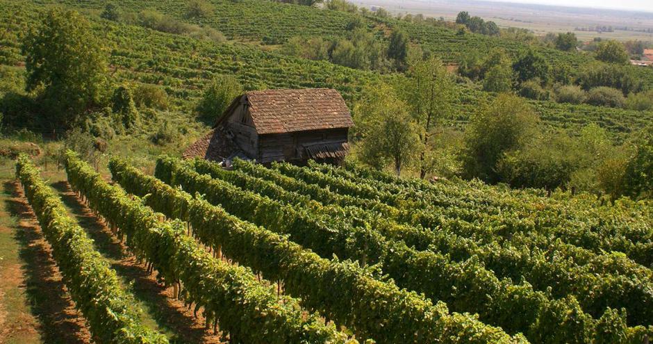 Vinarija Trdenić