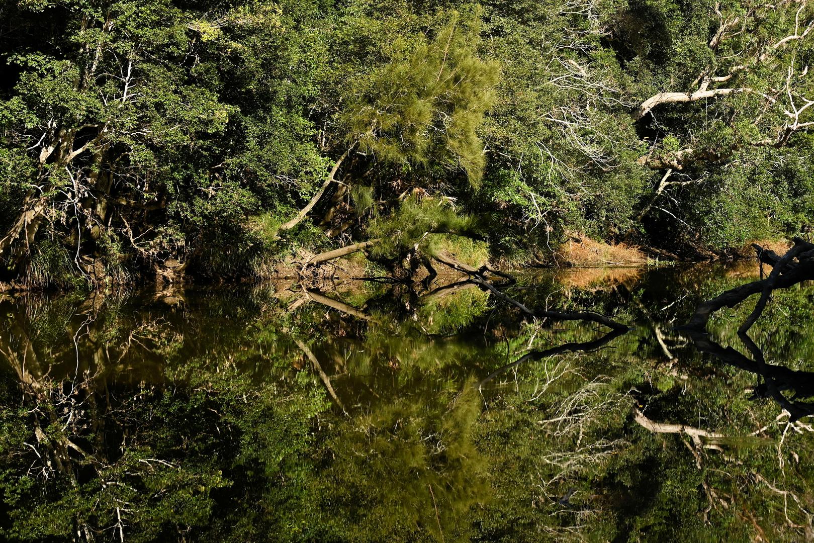 Reflections on the Hacking River where Scientists released platypus back into Sydney’s Royal National Park for the first time in over fifty years, in Sydney, Australia, May 12, 2023.  REUTERS/Jaimi Joy Photo: JAIMI JOY/REUTERS
