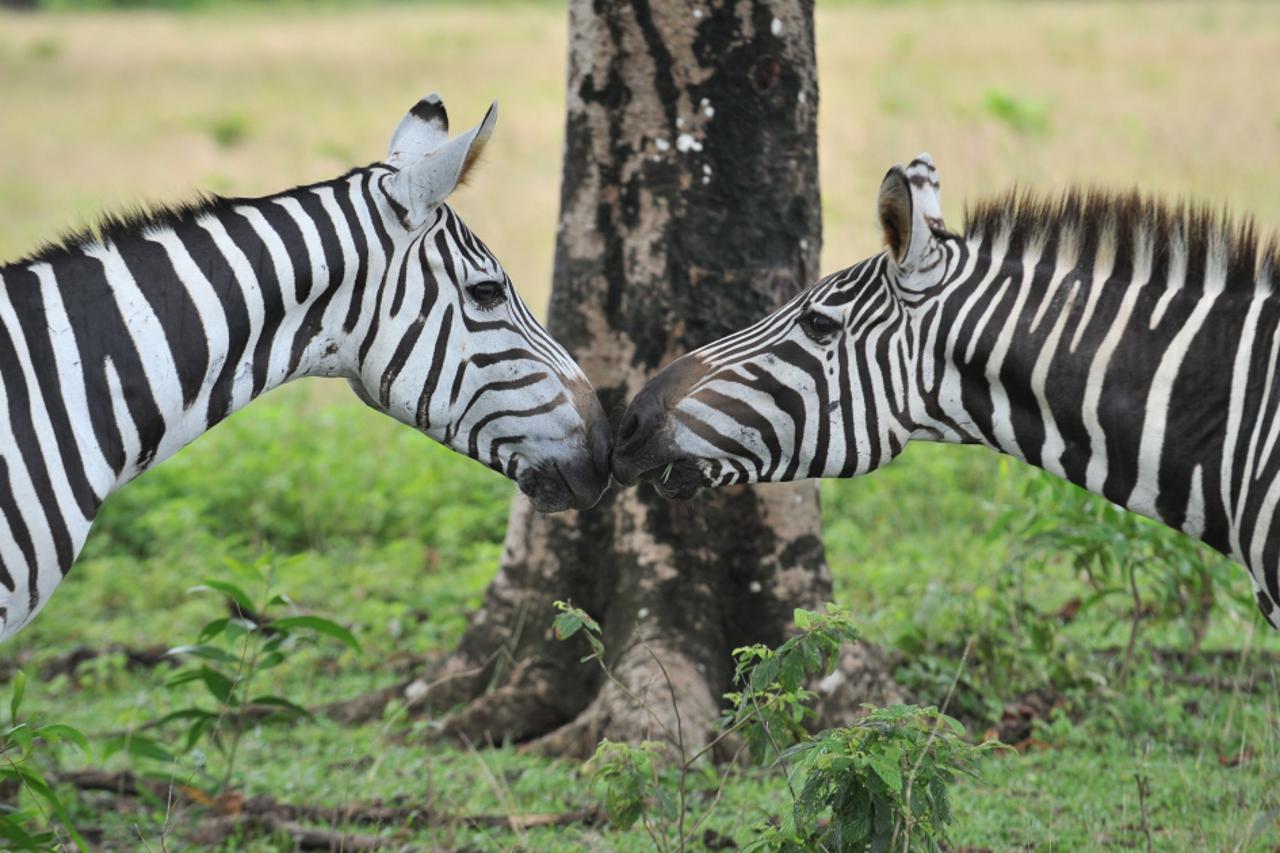 zebra,zebre