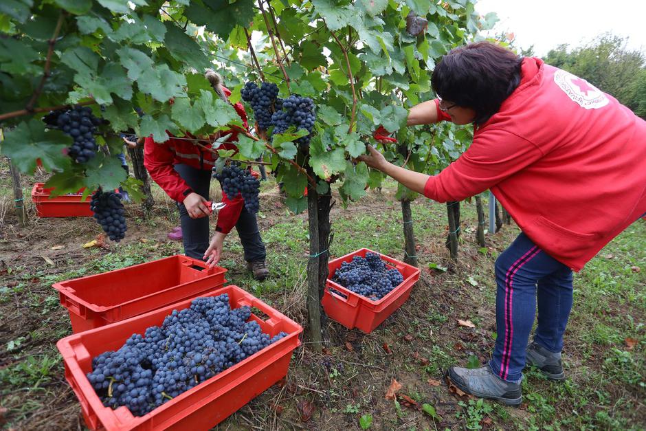 Ozalj: Tradicionalna ženska berba frankovke na imanju vinarije Šoštar
