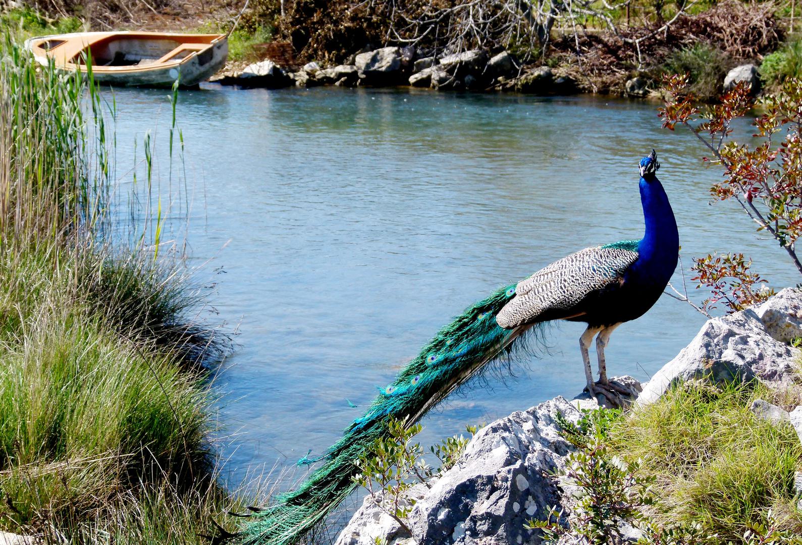 Dragulj za ptice - Močvarno područje na istočnom ulazu u UNESCO-ov grad ornitološki rezervat