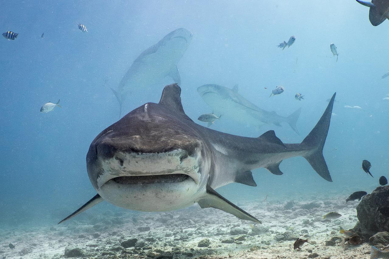 Tigar morski psi kod otoka Fuvahmulah na južnim Maldivima