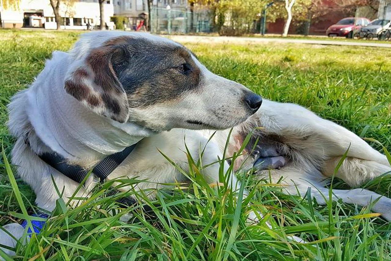 Kujica prerezana vrata