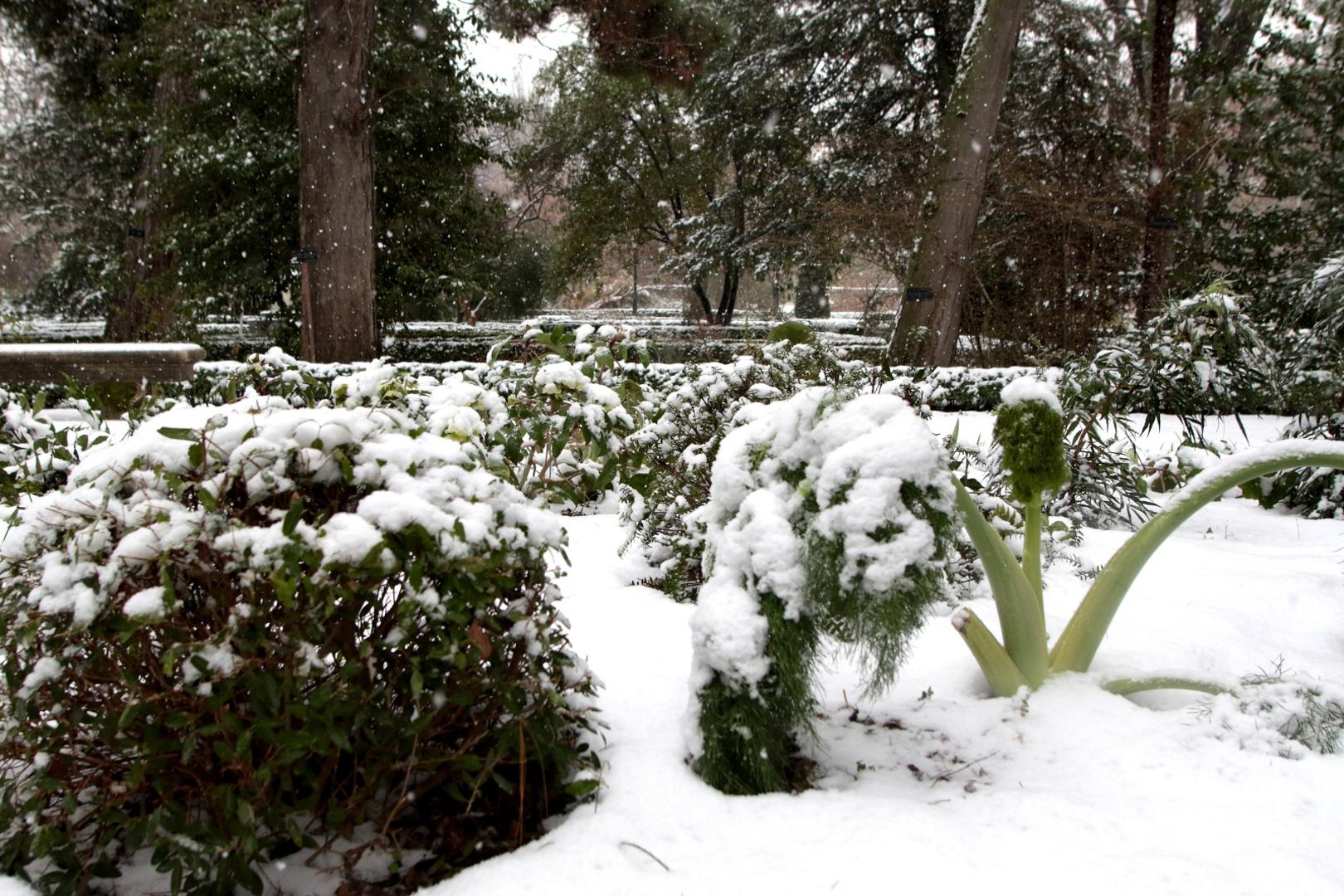 Madrid, Spain; 08/01/2021.- Madrid botanical garden. This Friday, almost all of Spain continues on alert for intense cold, wind, rain and snow. In the Community of Madrid the red alert has been activated.
Two days that Spain suffered the first effects of the storm Filomena, covering six autonomous communities with snow, as well as social networks, leaving a historical record (-35.6 degrees in the Leon Vega de Liordes station).
Photo: Juan Carlos Rojas/Picture Alliance | usage worldwide /DPA/PIXSELL