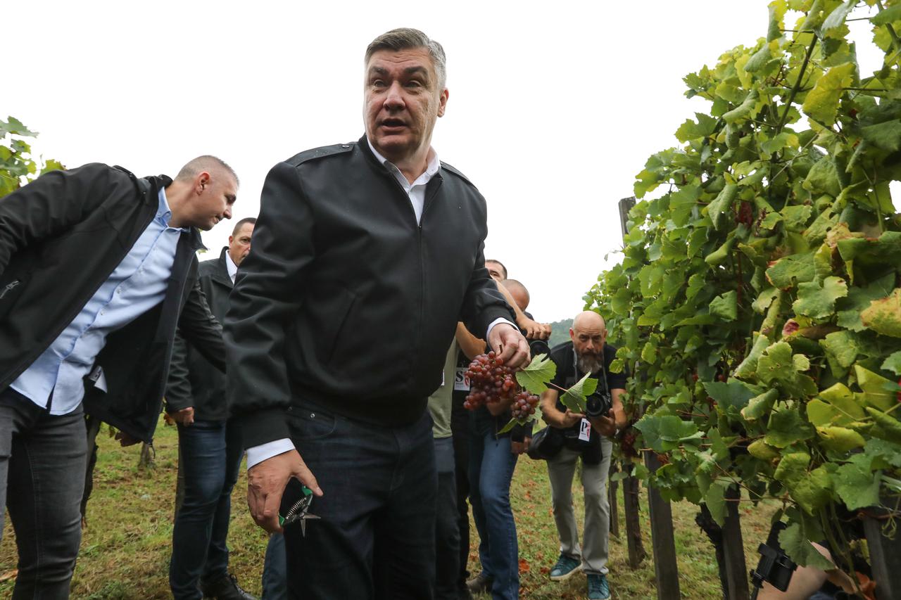 Jastrebarsko: Na Plešivici održana diplomatska berba grozđa na kojoj je sudjelovao predsjednik Milanović