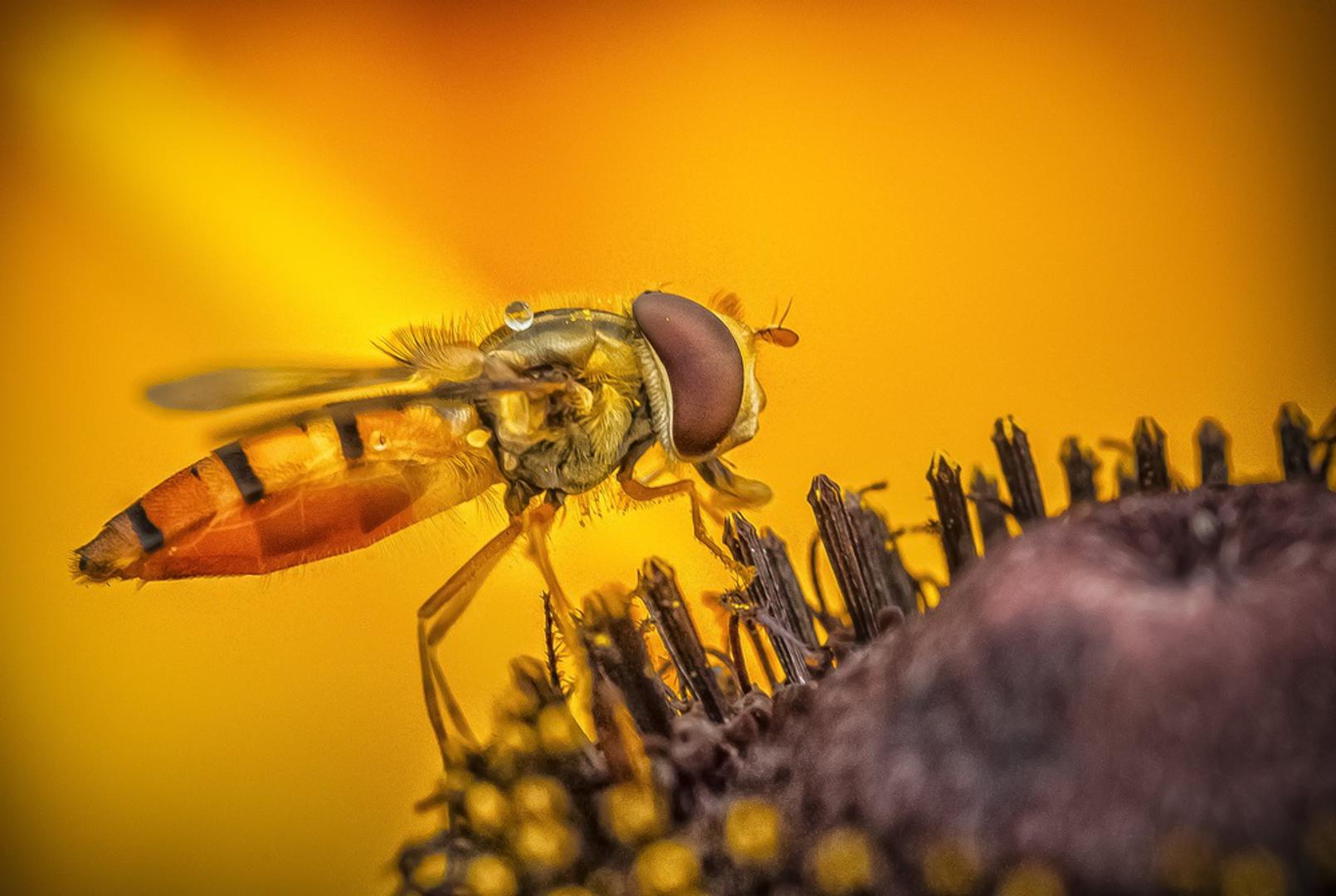 Osolike muhe: Iako ih mnogi na prvi pogled zamijene za ose, osolike muhe potpuno su drukčiji i vrlo korisni kukci. Odrasle jedinke oprašuju cvjetove, dok se njihove ličinke često hrane lisnim ušima i tako pomažu u prirodnoj zaštiti bilja. Drugim riječima, one u vrtu obavljaju dvostruko važan posao.
