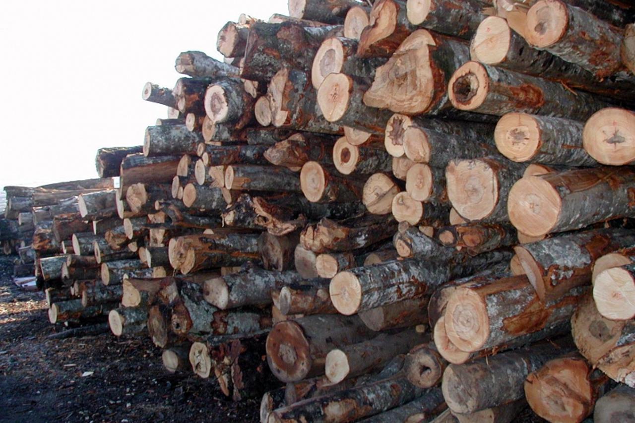 'ZA POK BIH LIVNO 20.09.2005      Autor Drazen Mamic  Radni naslov: Ogrjev potpis: U neka bolja vremena zalihe drva su ovako izgledale'