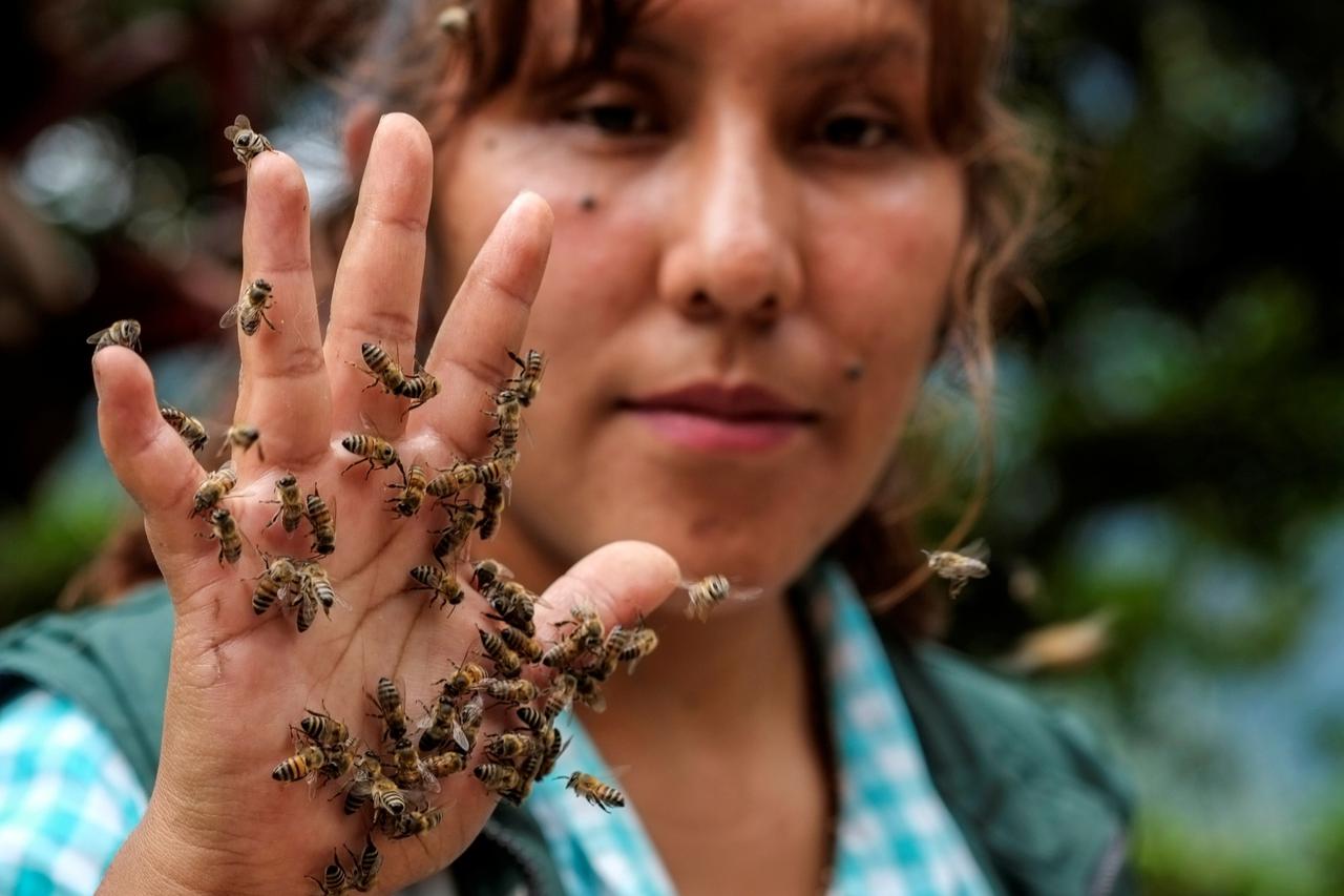 Cynthia Callizaya shows bees on her hand at her bee sanctuary Las Orquideas Ecoparque in Cotapata, Yungas