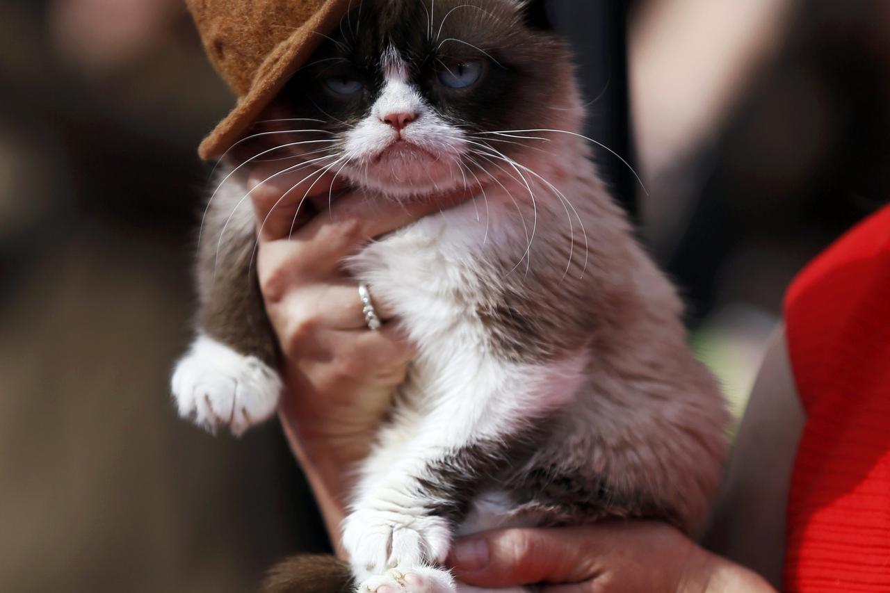 grumpy cat