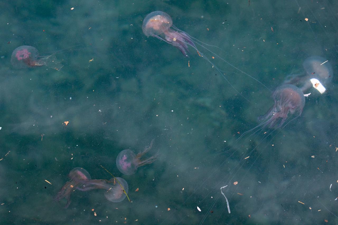 Duborvnik:  S jugom i ciklonalnim vremenom uz nanose smeća stigla je  i najezda meduza