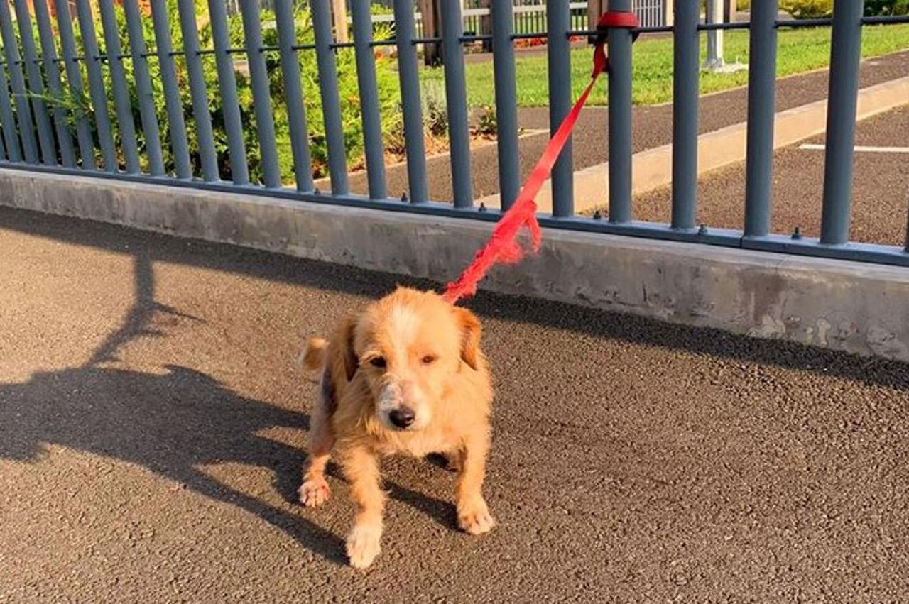 Spomengaj gradsko groblje i krematorij za kućne ljubimce