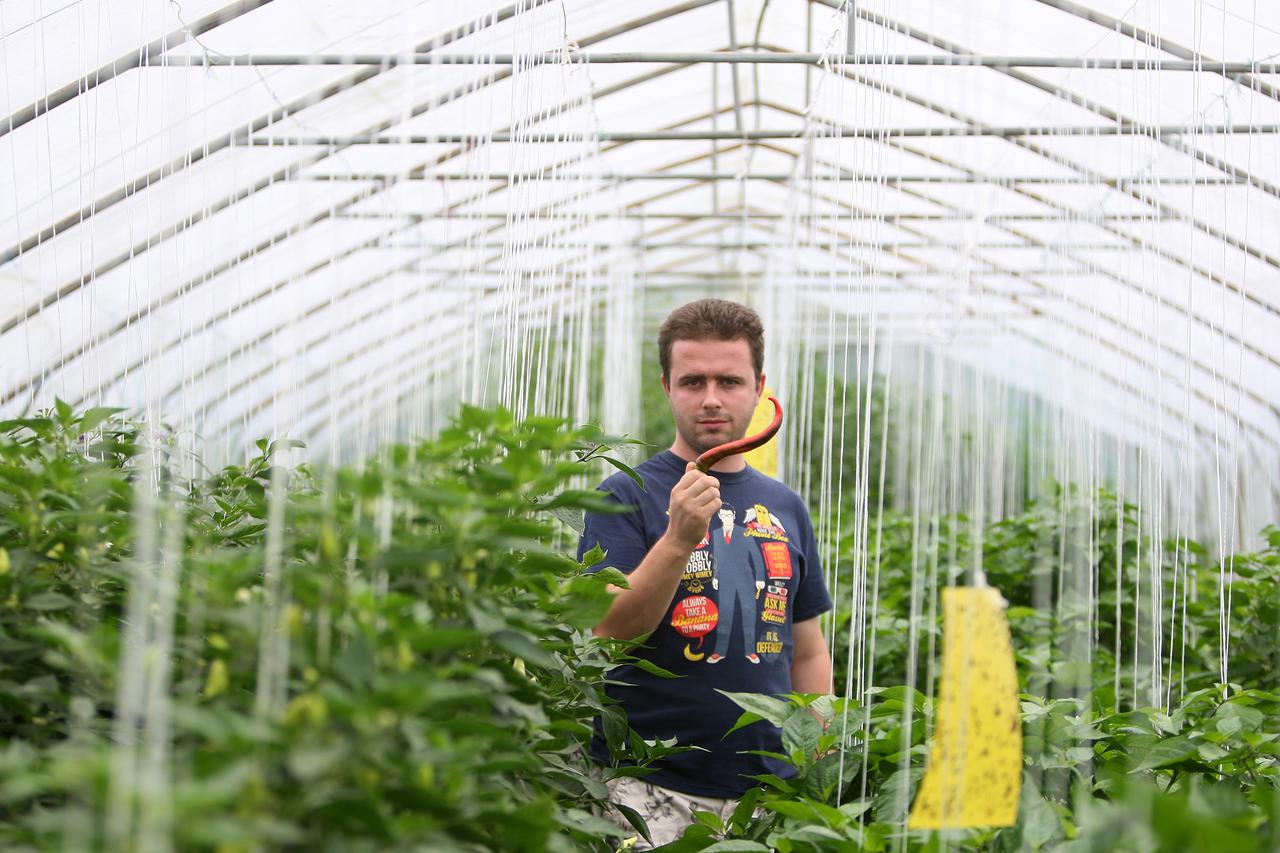 07.08.2014., Igrisce - Goran Vrabec pokrenuo je ekoloski uzgoj ljutih papricica te otvorio OPG Volim ljuto. Photo: Borna Filic/PIXSELL