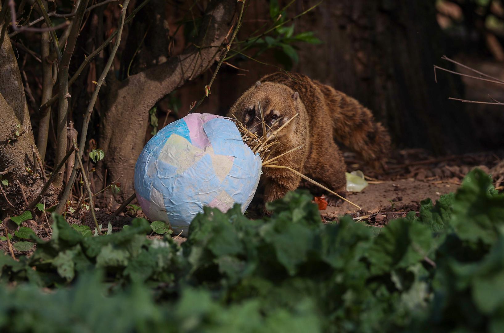 Podjela pisanica životinjama organizira se već više od 10 godina, a kako ističu iz Zoološkog vrta time se obogaćuje njihov životni prostor i potiče ih na prirodno ponašanje.
