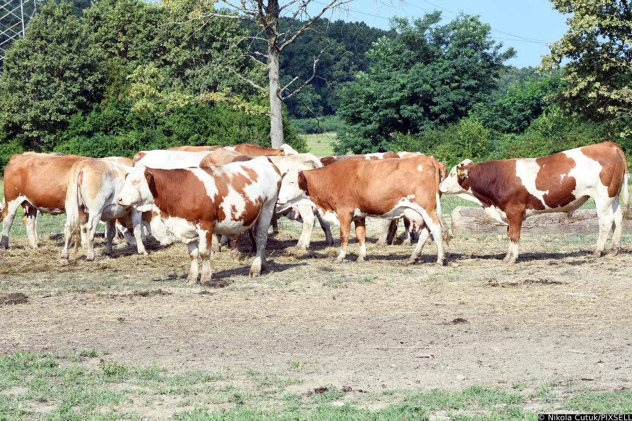 Više od stotine krava uginulo u Lonjskom polju