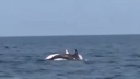 VIDEO Neobičan prizor snimljen u moru kod Omana, privukao je i pozornost stručnjaka