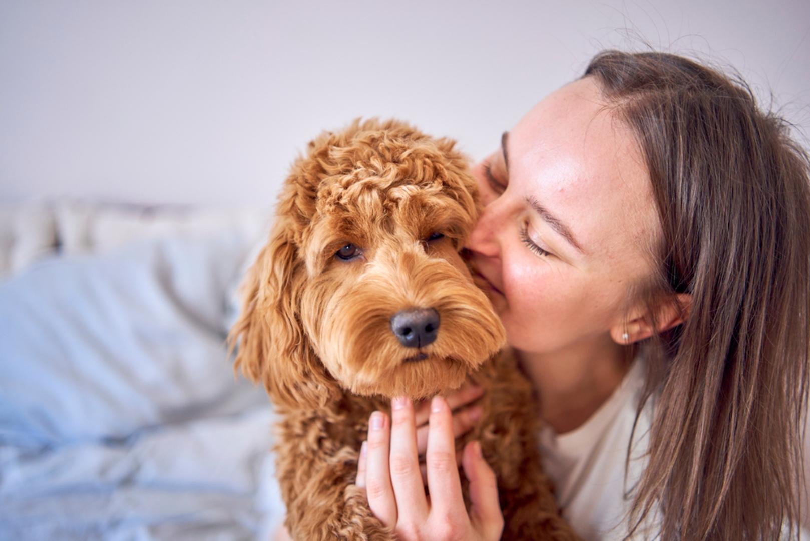 Pudla: Pudle su inteligentne i vrlo usmjerene na čovjeka pa brzo pohvataju kućnu dinamiku i raspoloženje. Mnoge su mirne i nježne, ali vole i mentalnu igru, kao što su trikovi, njuškanje, puzzle igračke, što vlasnika odvlači od briga. Osim toga, često su dobar izbor i za alergičare, što dodatno smanjuje 'stres oko stresa'.