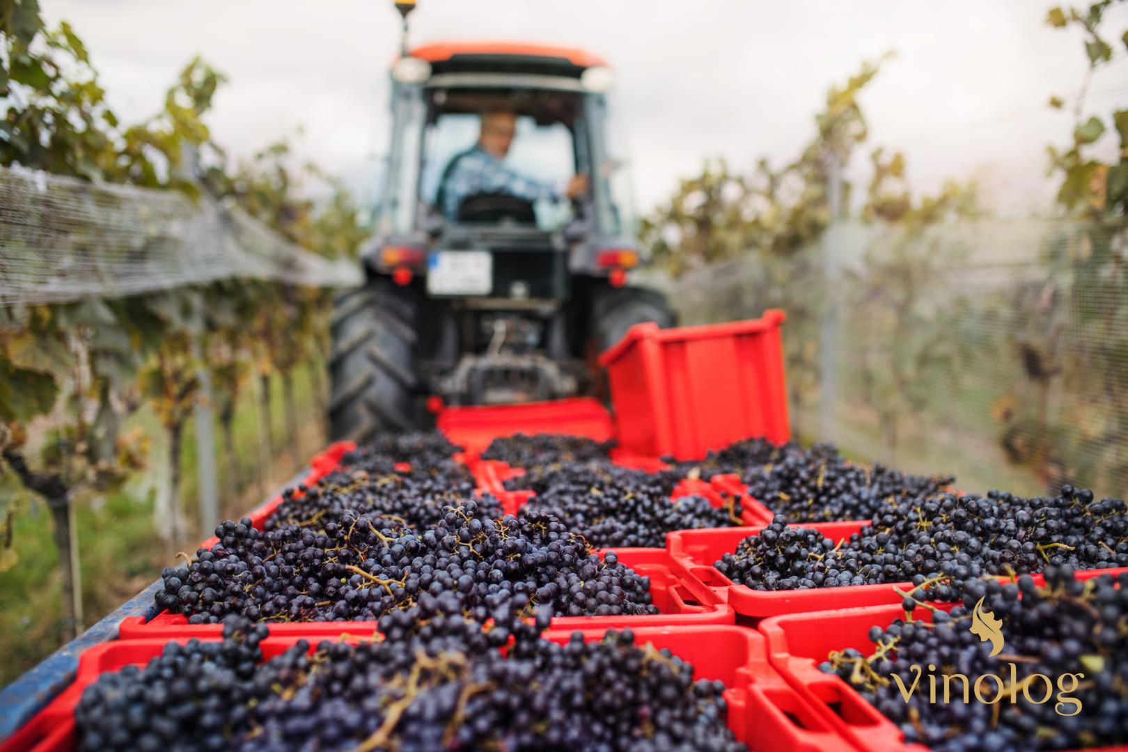 Vinolog otkupljuje vino u rinfuzi iz svih regija Hrvatskete tako pomaže vinarima da oslobode podrume i unovče viškove neprodanog vina 