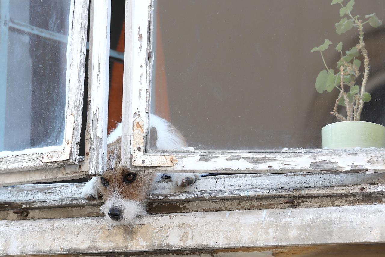 Zagreb: Znatiželjni pas promatra svijet oko sebe u sigurnosti samo malo otvorenog prozora