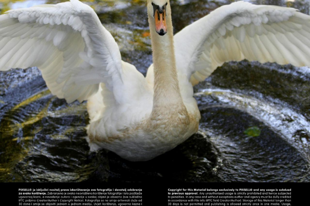 '21.08.2012., Osijek - Labudovi se kupaju u ZOO-u, ilustracija.  Photo: Davor Javorovic/PIXSELL'