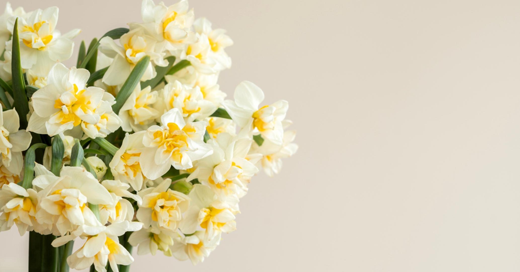 Narcisi: Stručnjaci su rekli da su narcisi otrovni za pse ako pojedu cvijeće ili lukovice ili ako piju vodu iz vaze u kojoj stoje narcisi. Lukovice su često najotrovniji dio narcisa jer su tu toksini najkoncentriraniji. Simptomi trovanja narcisima mogu uključivati bol u želucu i povraćanje, a možete primijetiti i da je pas vrlo pospan i nesiguran na nogama. Pas koji je otrovan narcisima može imati i napadaje.