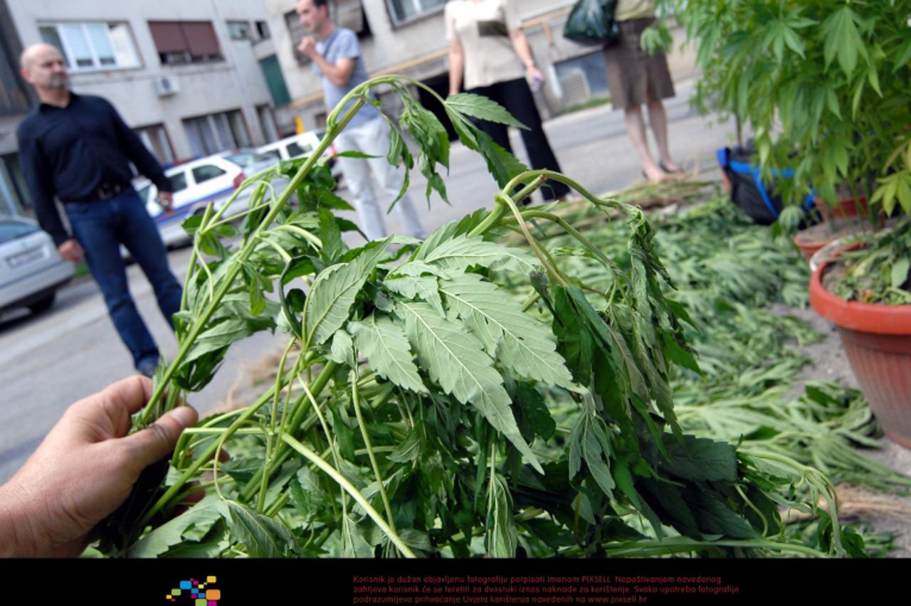 '07.07.2010., Slavonski Brod - Slavonskobrodska policija pronasla nasad indijske konoplje (kanabisa), te uhitila vlasnika.  Photo: Ivica Galovic/PIXSELL'