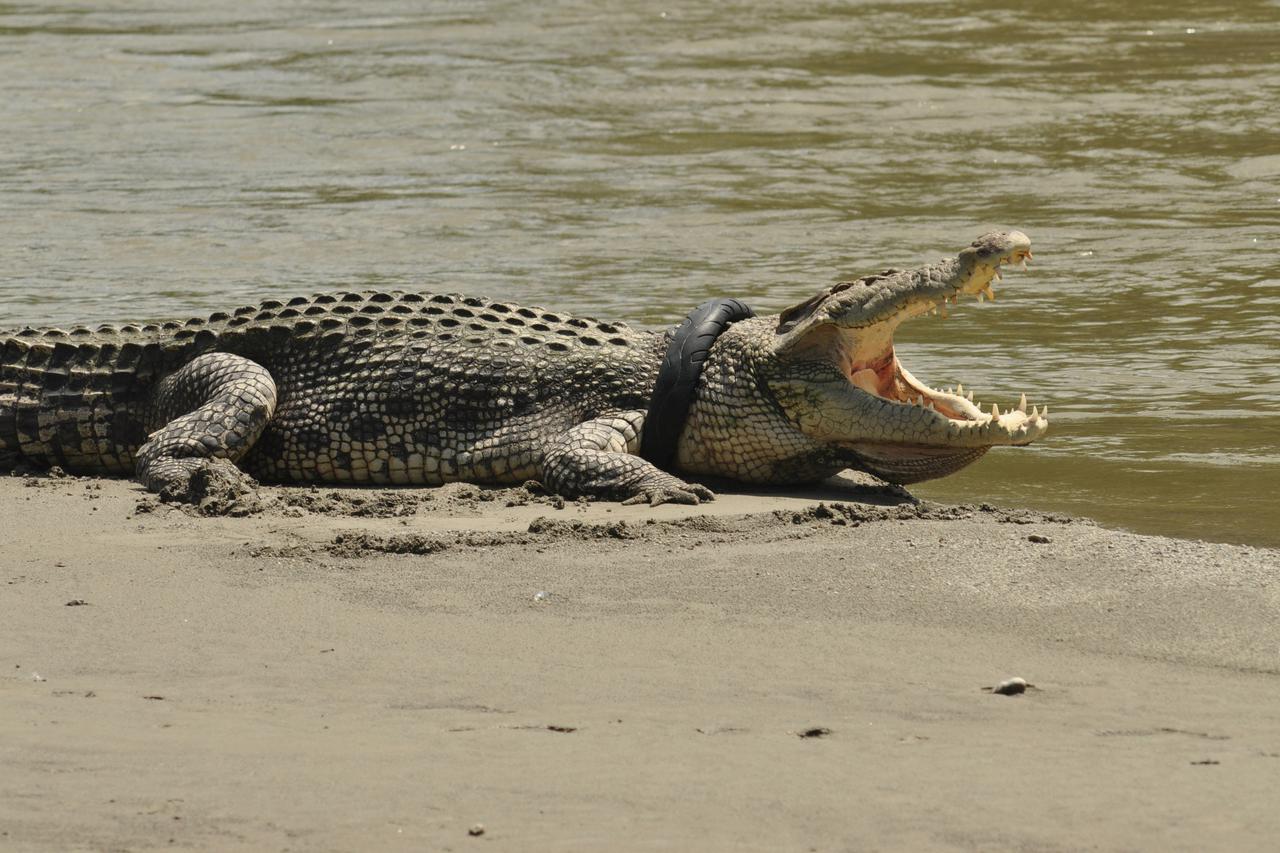 Krokodil