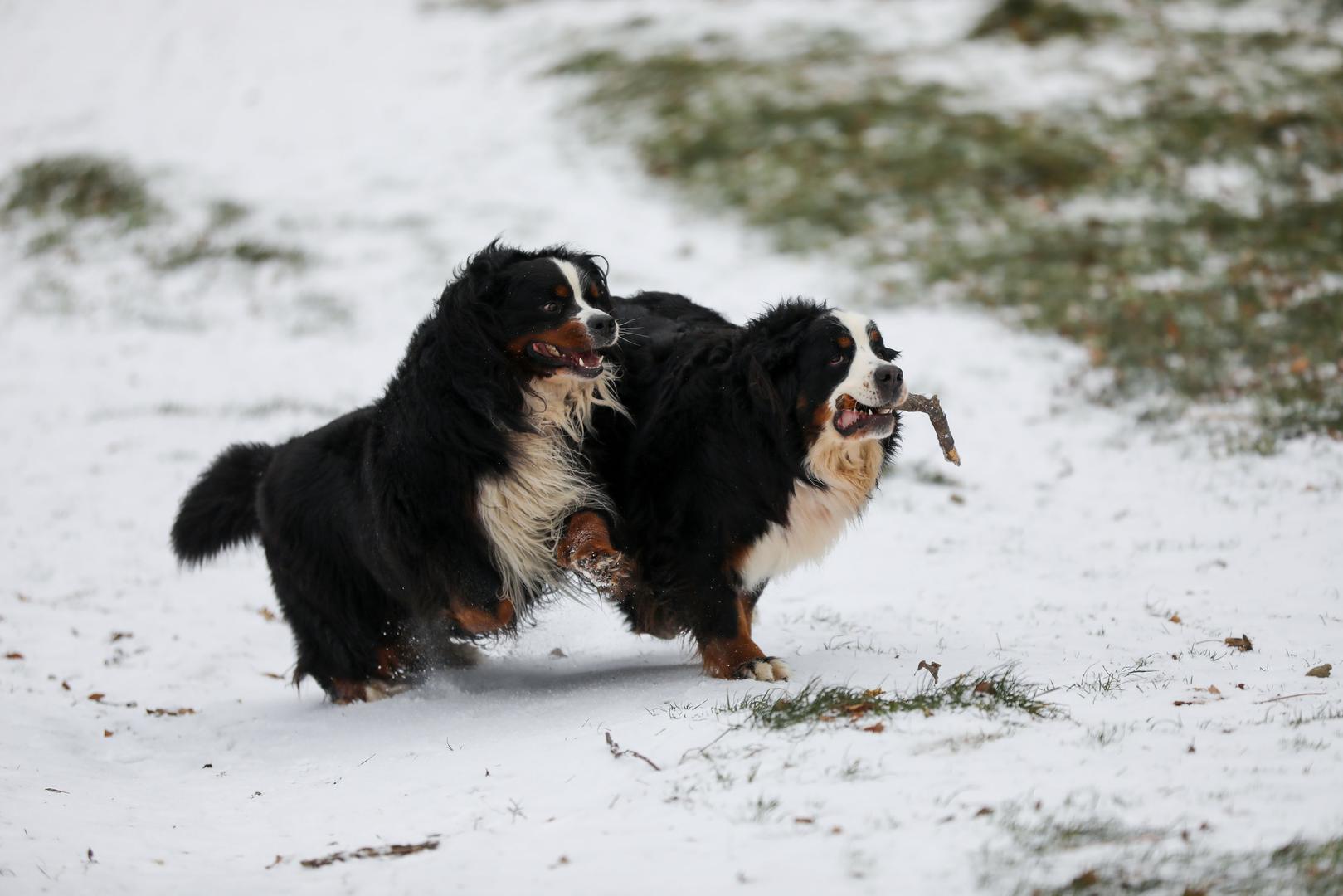 25.11.2023.,Zagreb,Sljeme - Prvi ovosezenski snijeg na Sljemenu.Photo: Jurica Galoic/PIXSELL Photo: Jurica Galoic/PIXSELL