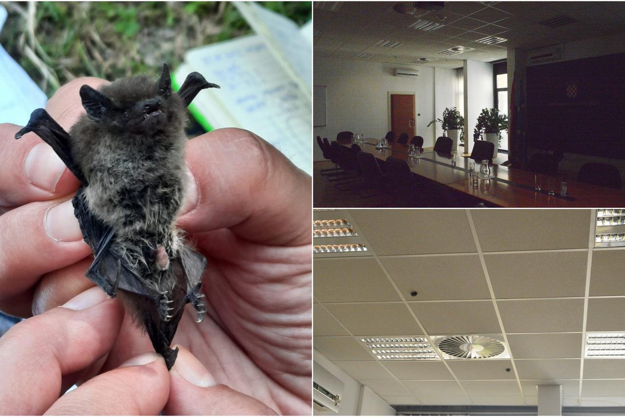 Šišmiši u Ministarstvu poljoprivrede