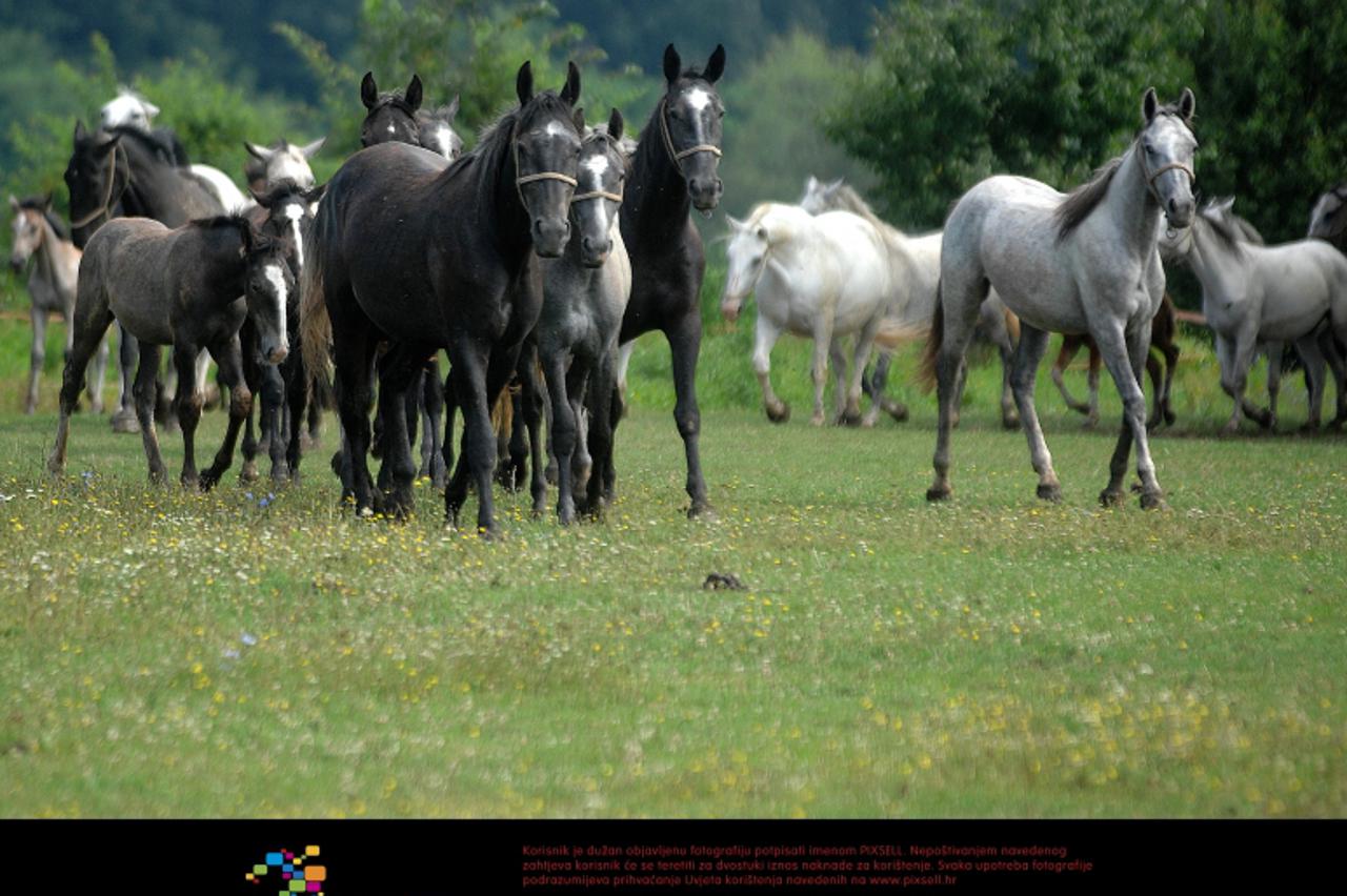 '04.08.2010,Djakovo - Hrvatska,Drzavna ergela lipicanaca Djakovo,u mjestu Ivandvor uzgajaliste je maticnog stada kobila i zdrebadi koja se tu odgaja do njihove trece godine Photo: Marko Mrkonjic/PIXSE