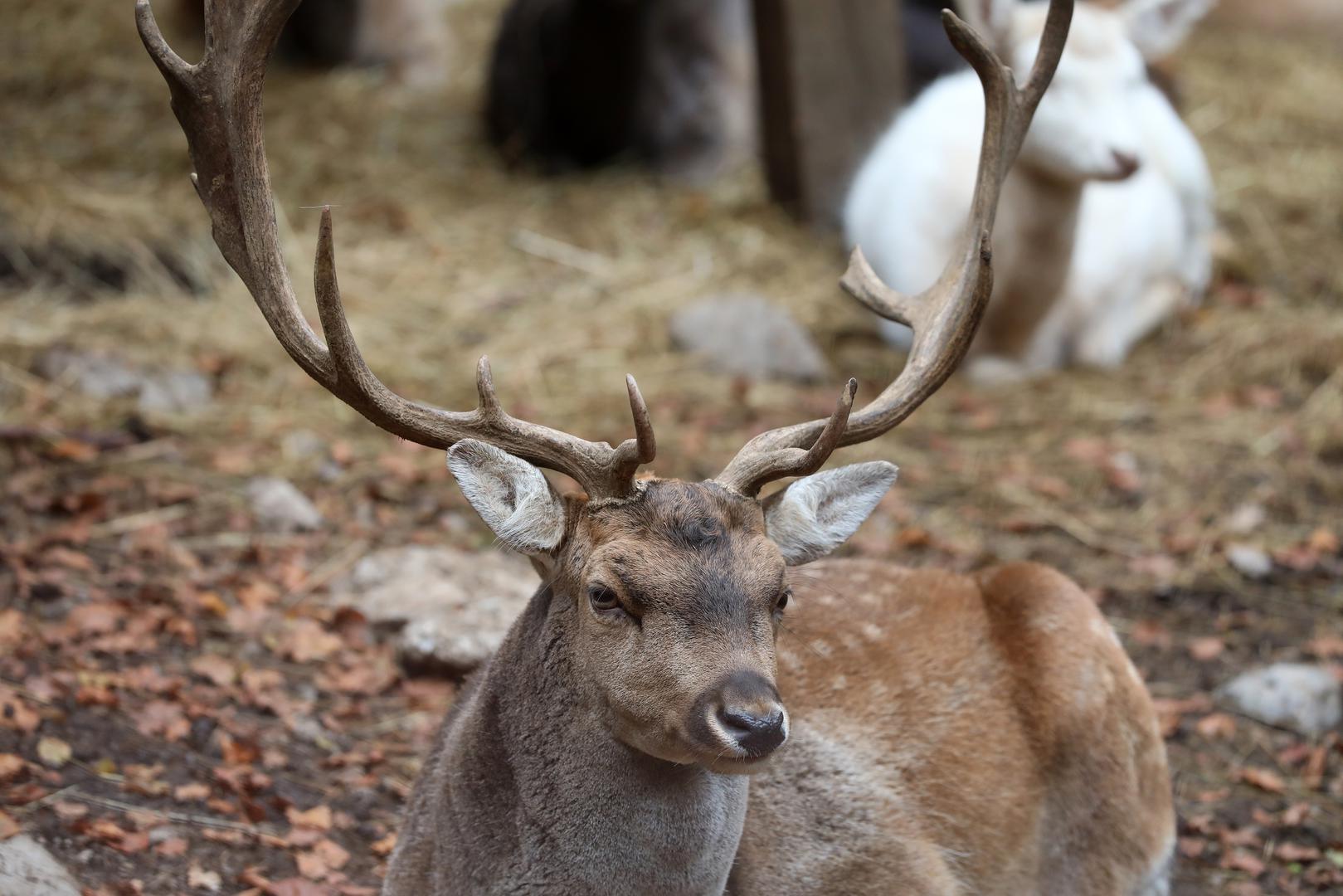 18.10.2023., Delnice - Jeleni lopatari u park sumi Japlenski vrh pored Delnica. Photo: Goran Kovacic/PIXSELL