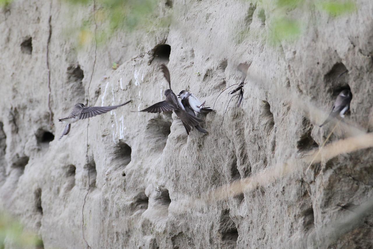 Koprivnica: U pješ?anom zidu obale rijeke Drave gnijezde se bregunice i p?elarice