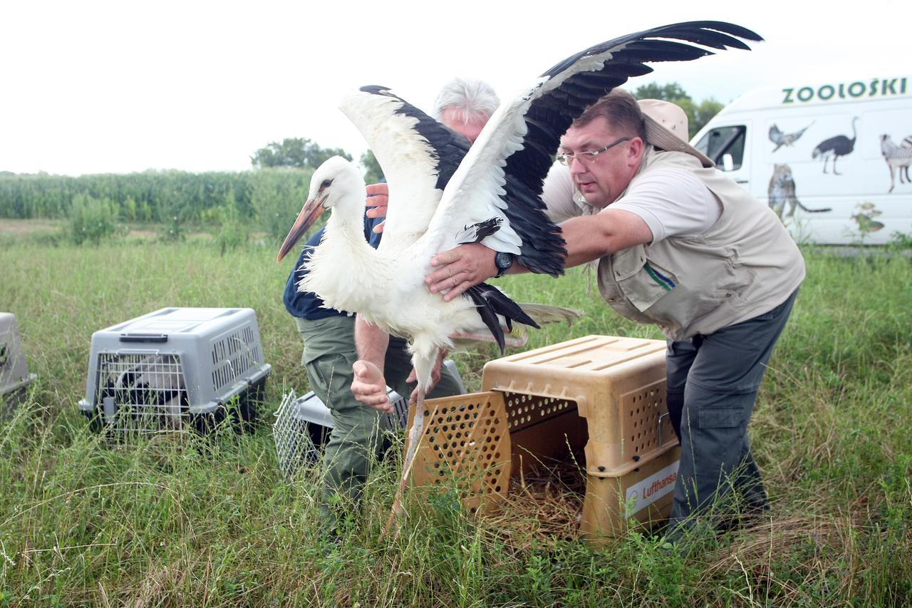 28.07.2014., Cigoc - Djelatnici zagrebackog Zooloskog vrta u Parku prirode Lonjsko polje na slobodu su pustili cetiri mladunaca bijele rode. U selu Cigoc u Lonjskom polju ove godine od 34 para roda njih 26 izleglo je 70 mladih roda. Rode za vrijeme toplih