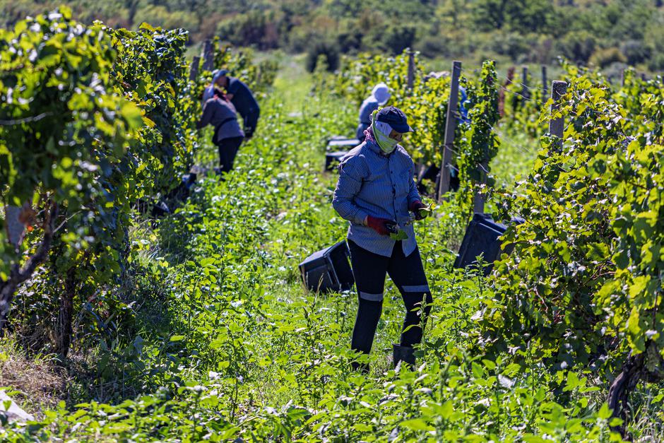 Čitluk: Berba grožđa u Kamenim vinogradima 
