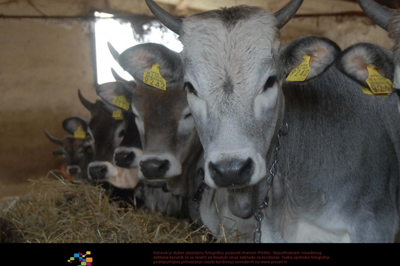 'govedo_PXL_unu_090416'