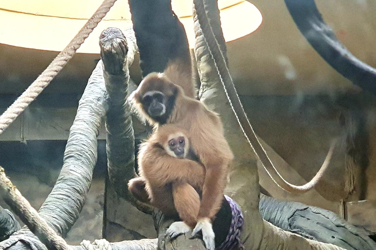 Zoološki vrt Grada Zagreba nakon potresa