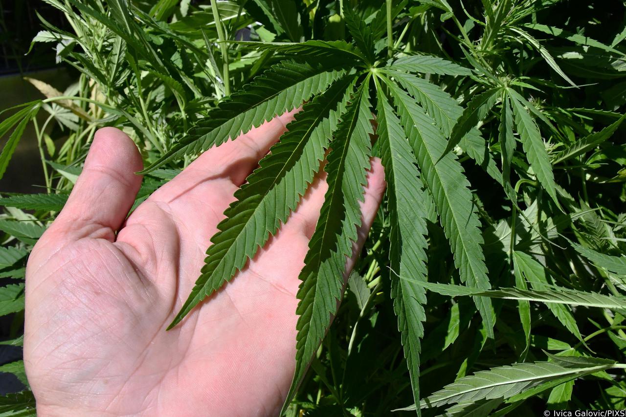 Slavonski Brod: Konferencija za medije u vezi pronalaska nasada marihuane