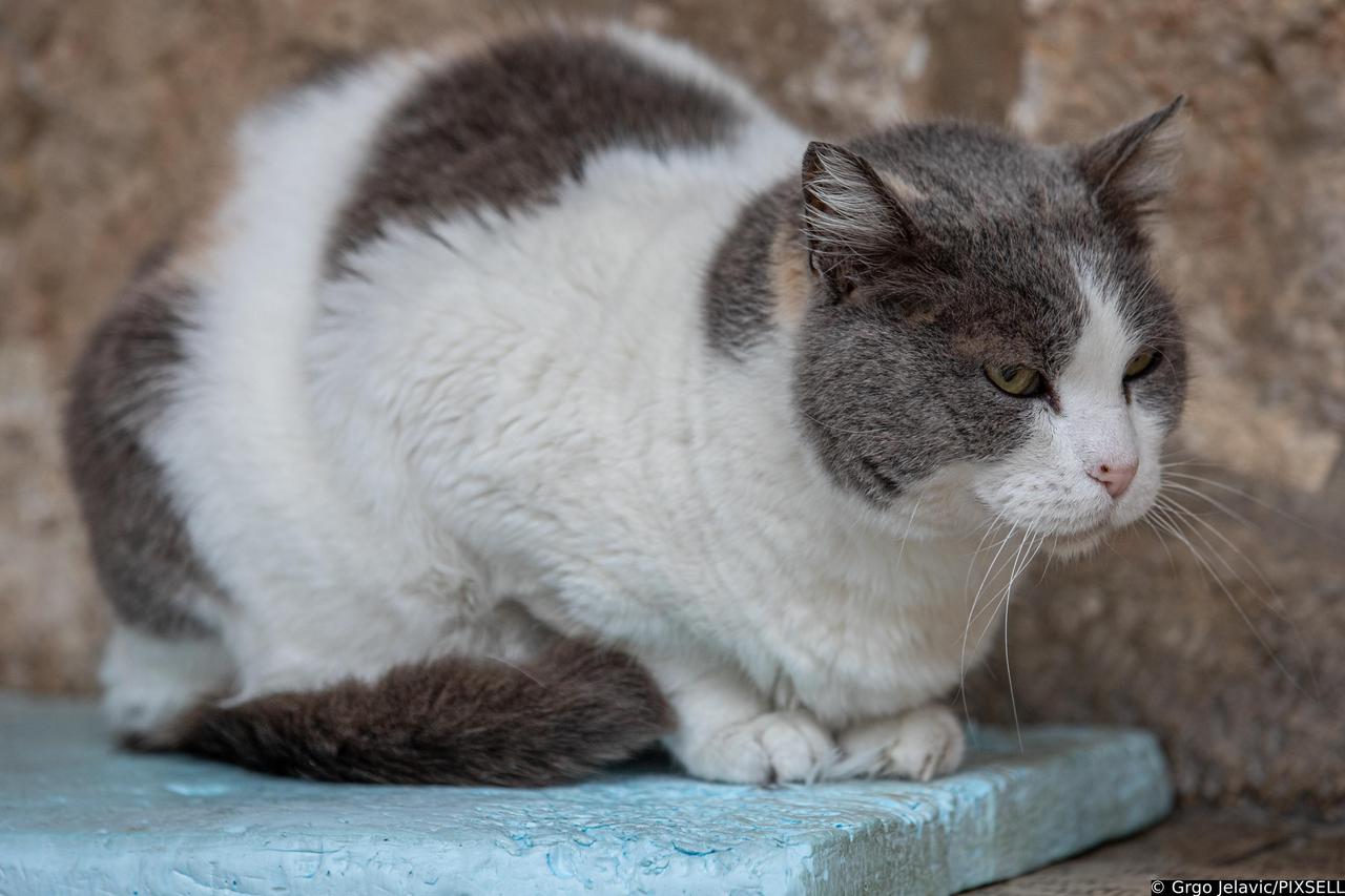 Dubrovnik: Postavljanje kućica za mačke, glavna zvijezda je mačka Anastasija