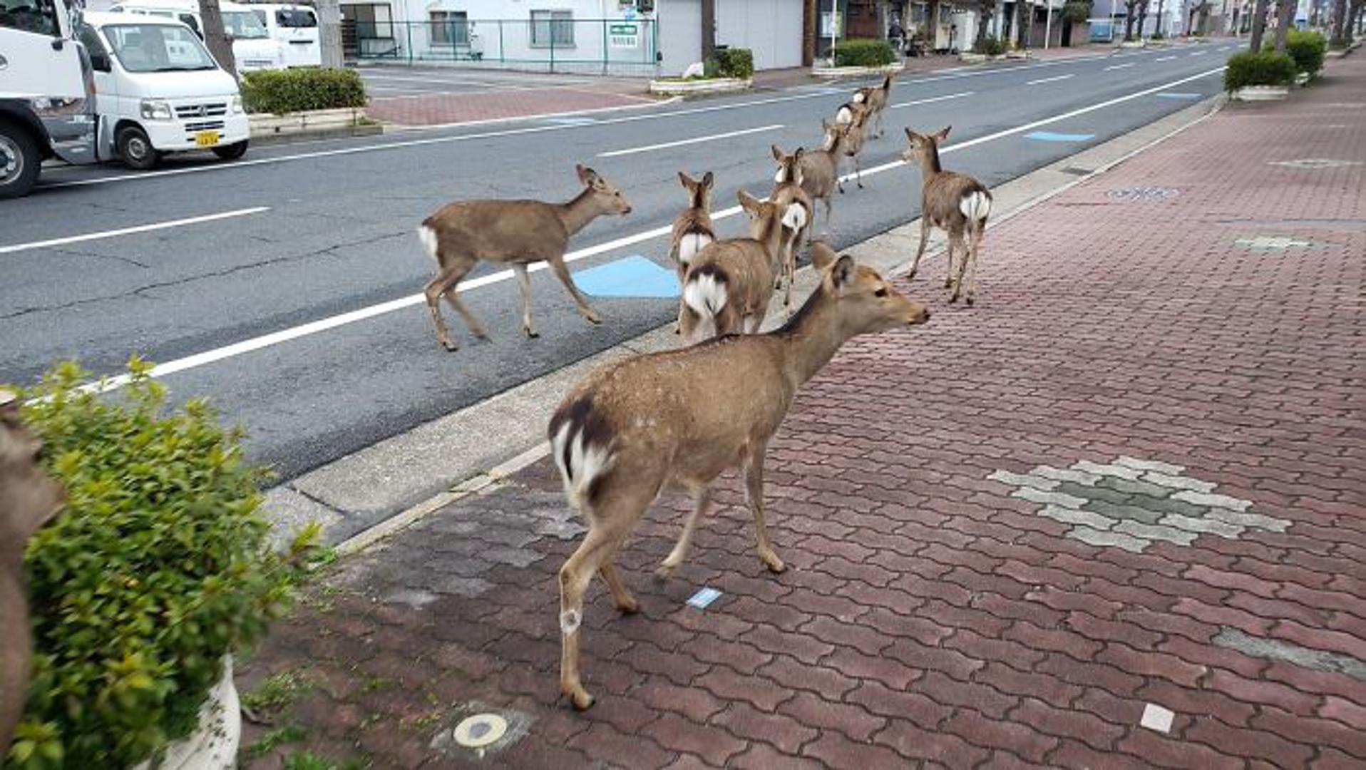 Kako sve više ljudi ulazi u izolaciji radi sprječavanja širenja koronavirusa, ulice su sve praznije. Životinje u Japanu, Tajlandu i Italiji iskoristili su ovu priliku za hodanje ulicama. Tako su ovi jeleni u Nari, Japanu prošetali ulicama.