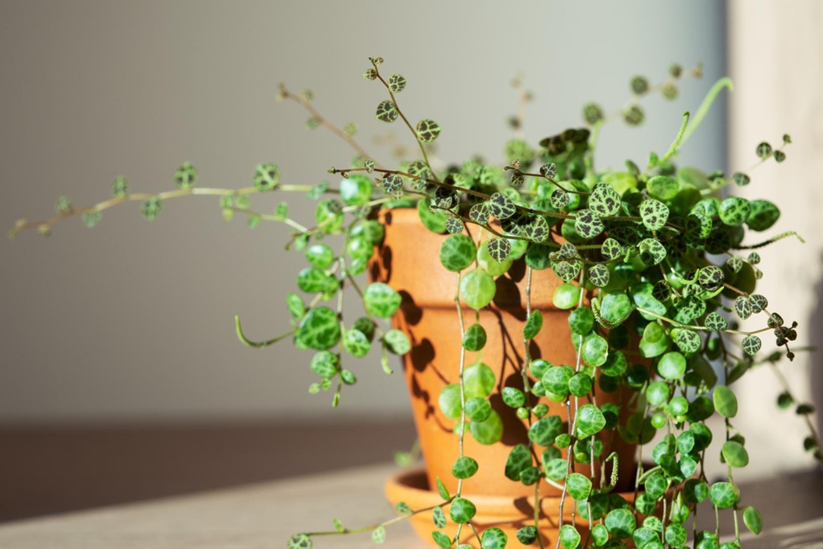 String of Turtles (Peperomia prostrata): Prekrasna biljka čije je lišće nalik oklopu kornjače, uzgaja se u visećim posudama te odlično izgleda na vrhu polica ili ormara. ima male listove koji podsjećaju na oklop kornjače. Također je viseća biljka te pod prikladnim uvjetima raste vrlo brzo. Biljku je potrebno zaliti kada joj je supstrat potpuno suh i lišće blijedo.
