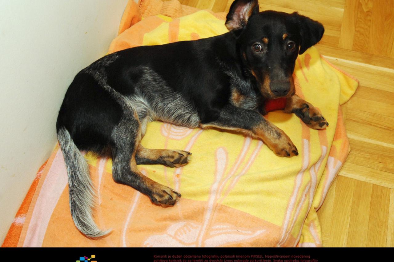 Psi is skloništa (1)