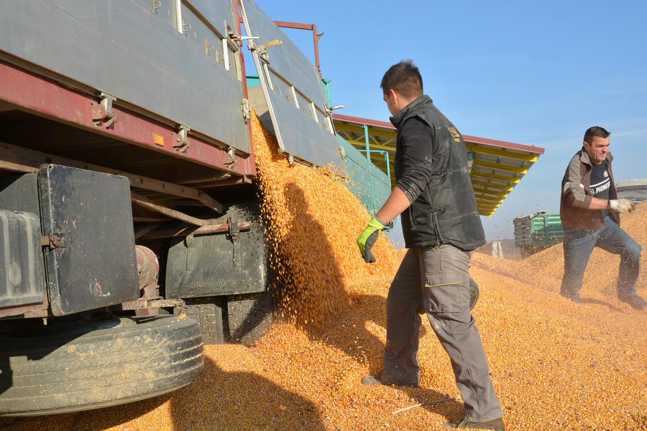 Stočari očajni, troškovi proizvodnje sve su veći, pa traže od Vlade interventan otkup kukuruza
