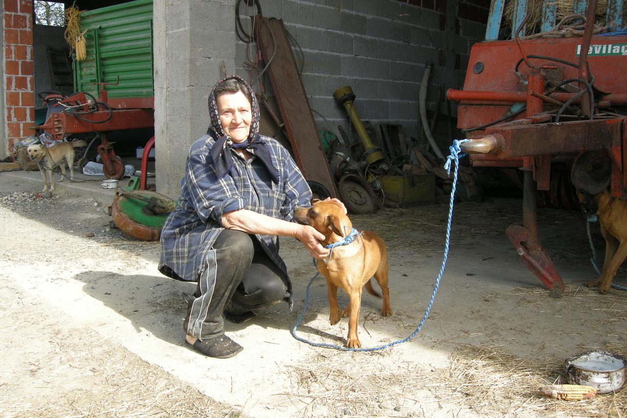 Buco,pas,bucin brat,Danica Krajčinović                        