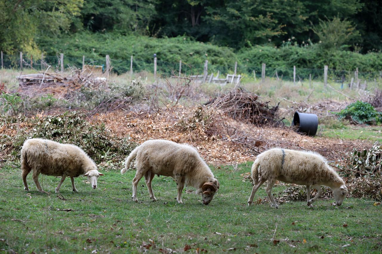 Baška: Stado ovaca u Baččanskoj dragi